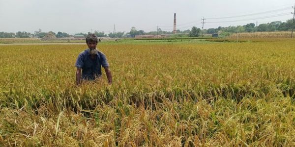 ইটভাটার বিষাক্ত গ্যাসে পুড়ল দুই শতাধিক বিঘা বোরো ধান